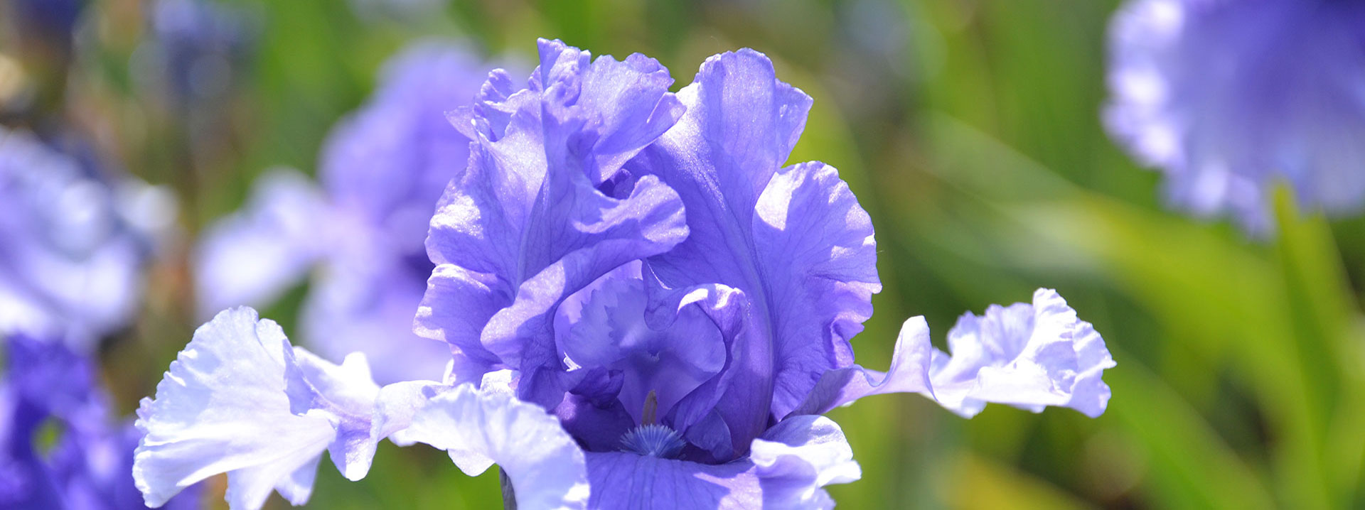 Vom Zauber der Iris, blaue Blüte